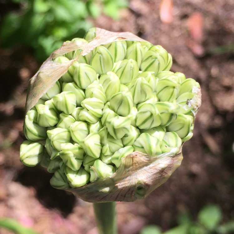Plant image Allium 'Silver Spring'