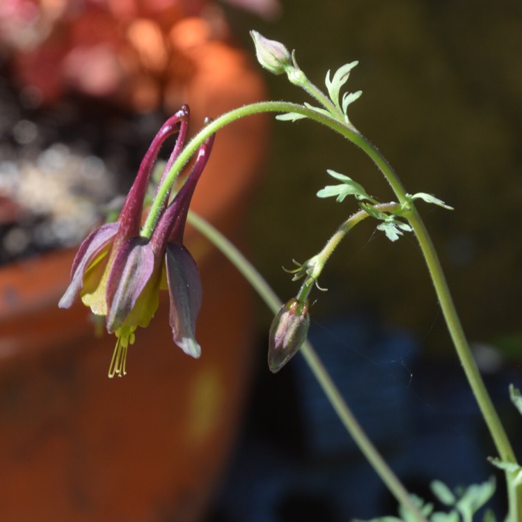 plant image 391784