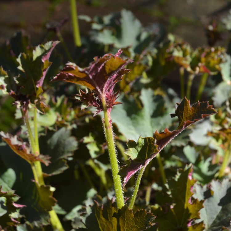 Plant image Heuchera 'Sashay'