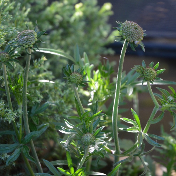 plant image 391786