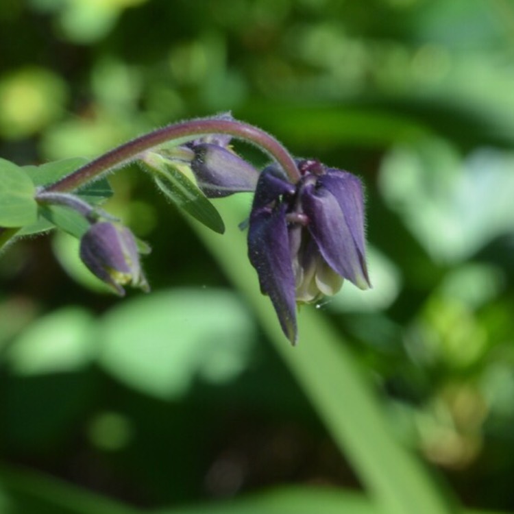 plant image 391787