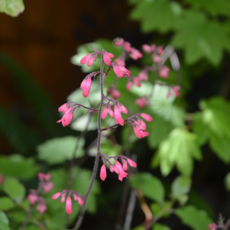 plant image 391801