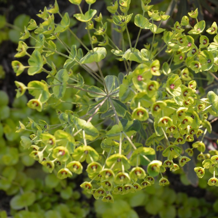 plant image 391814