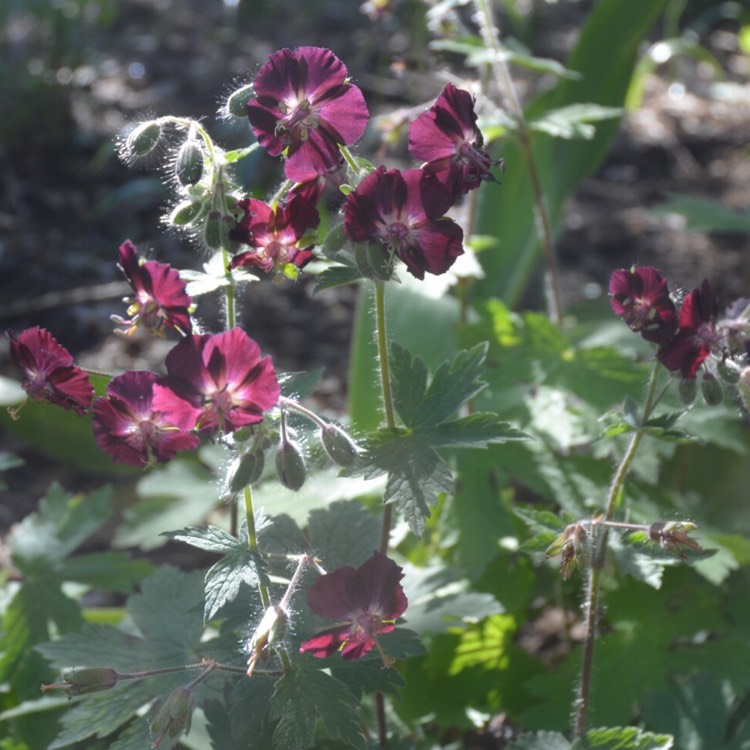 Plant image Geranium phaeum 'Samobor'