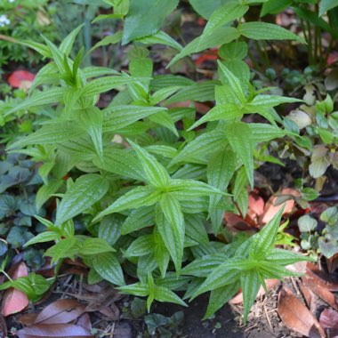 Gentiana asclepiadea