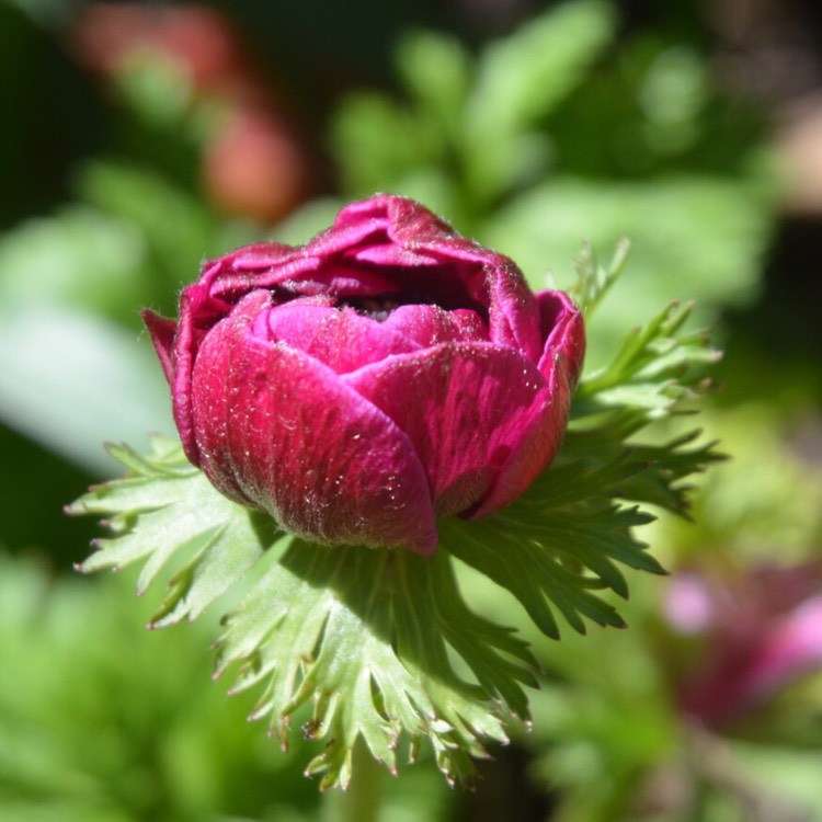plant image 392470