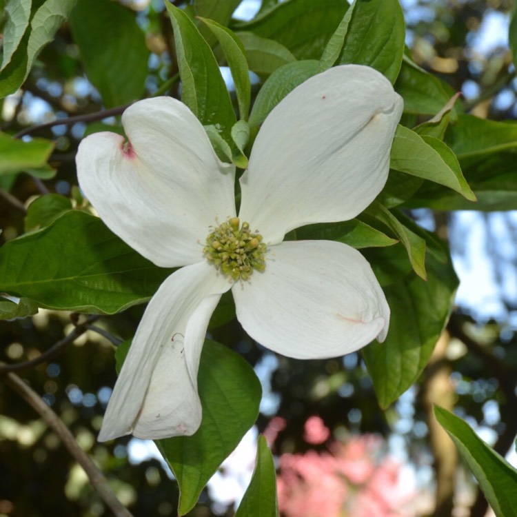 Plant image Cornus