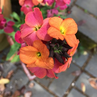 Erysimum 'Constant Cheer'