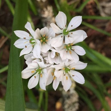 Allium tuberosum