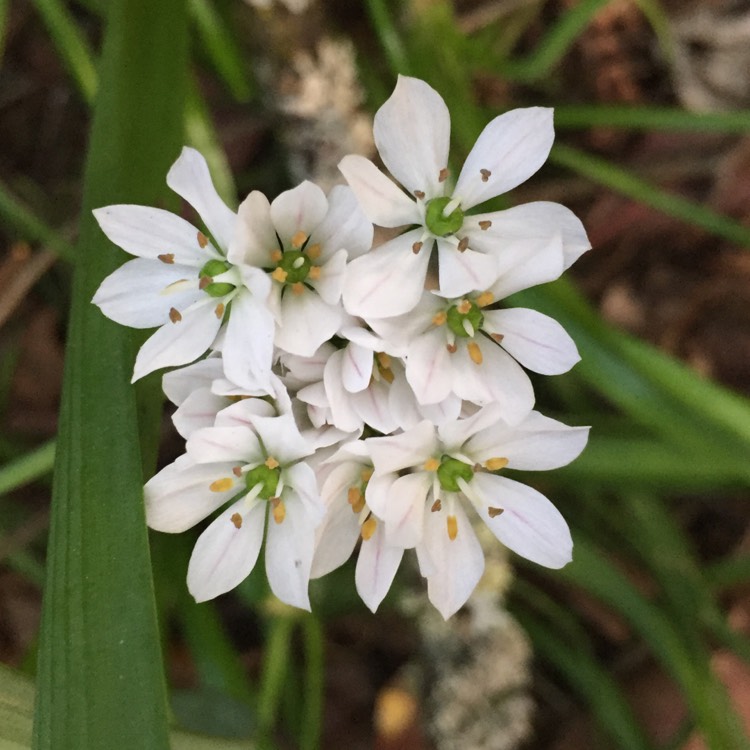 Plant image Allium tuberosum