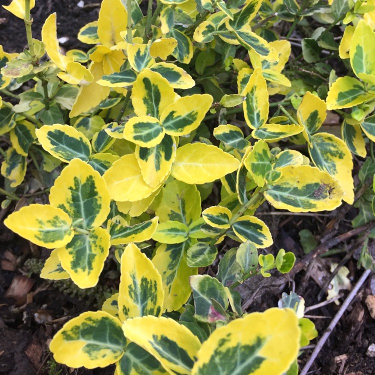 Plant image Euonymus fortunei 'Emerald 'n' Gold'