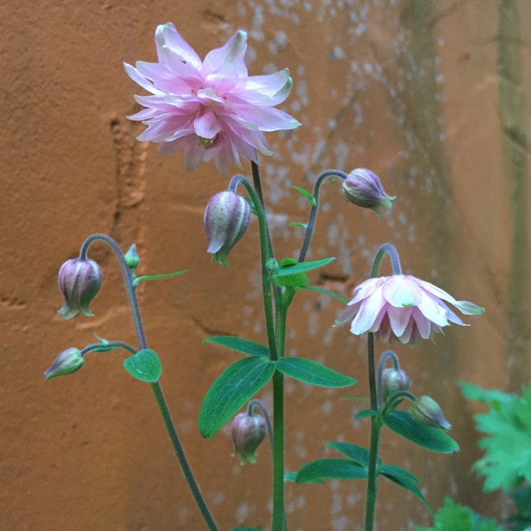 plant image 394161