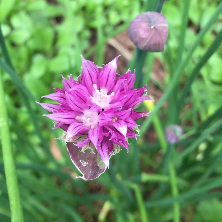 Plant image Allium schoenoprasum