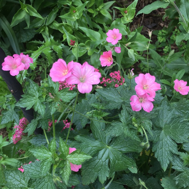 Plant image Geranium x oxonianum 'Wargrave Pink'