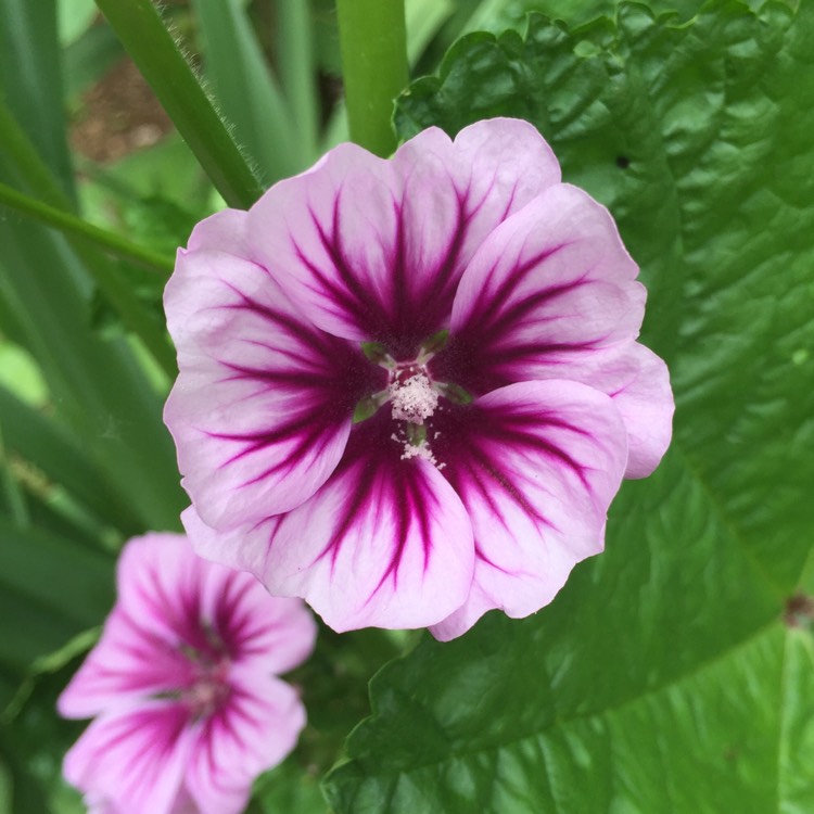 plant image 438168