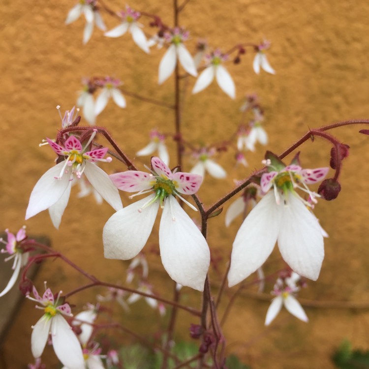 Plant image Saxifraga stolonifera 'Maroon Beauty'