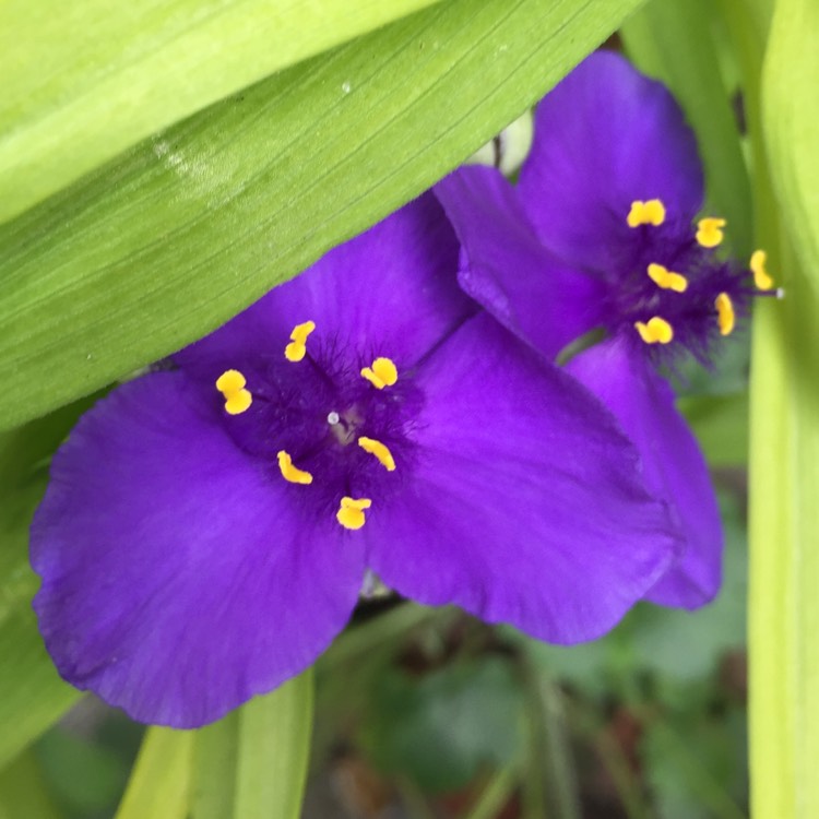 Plant image Tradescantia (Andersoniana Group) 'Sweet Kate'