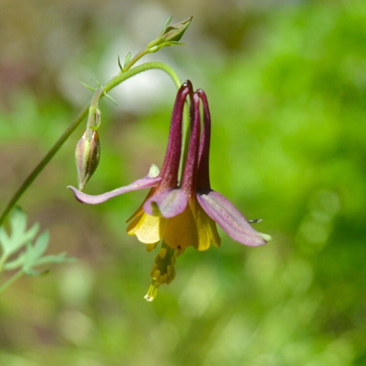 plant image 442982