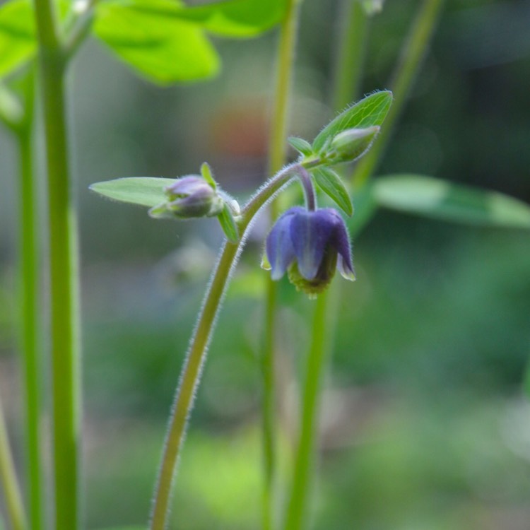 plant image 443050