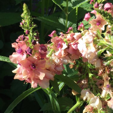 Verbascum x hybrida 'Southern Charm'