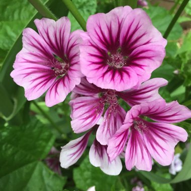 Malva Sylvestris 'Zebrina' syn. Alcea rosea 'Zebrina'