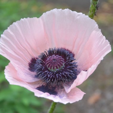 Papaver (Oriental Group) 'Prinzessin Victoria Louise' syn. Papaver orientale 'Princess Victoria Louise'