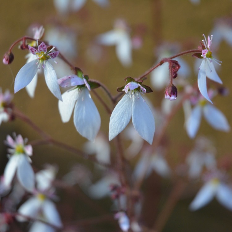 plant image 451801