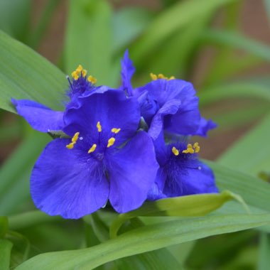 Tradescantia (Andersoniana Group) 'Sweet Kate'