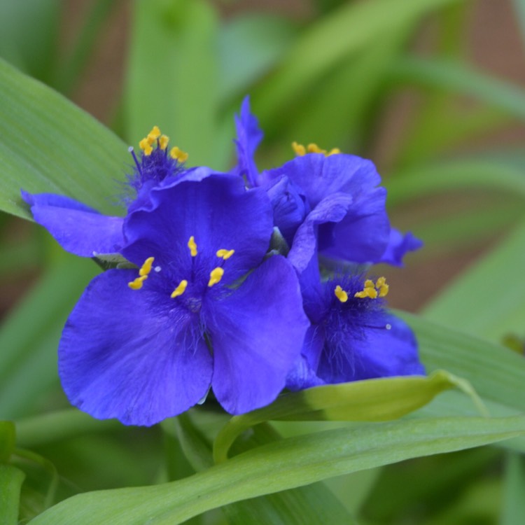 plant image 452781