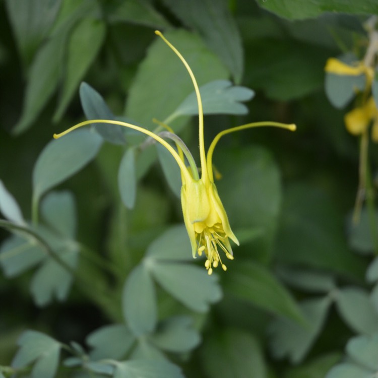 plant image 454431 plant image 454431