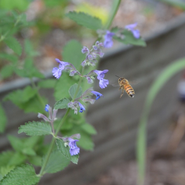 plant image 454445