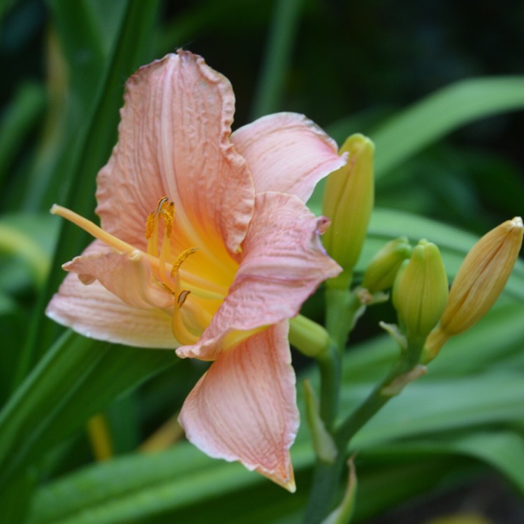 Plant image Hemerocallis 'Ruffled Apricot'