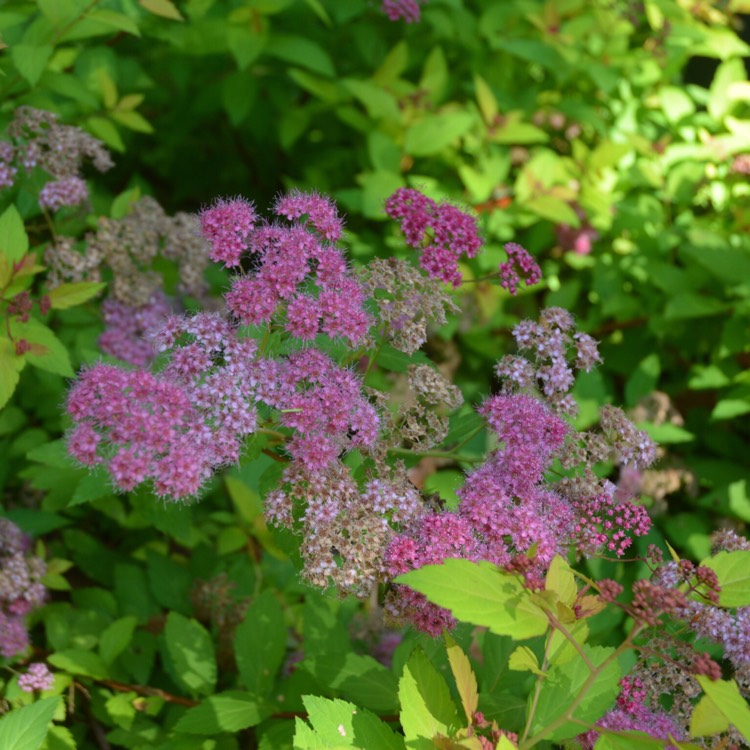 plant image 459535 plant image 459535