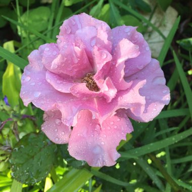 Rosa 'Lavender Ice'