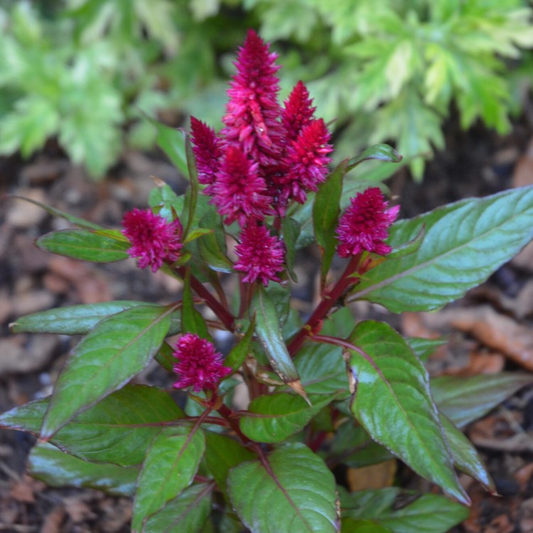 Plant image Celosia argentea (Spicata Group) 'Spiky Purple'
