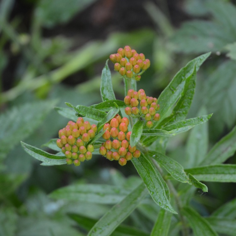 Plant image Asclepias tuberosa