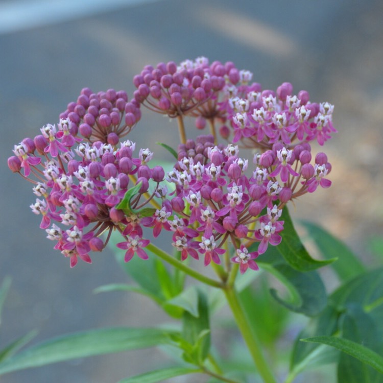 Asclepias incarnata 'Cinderella', Swamp Milkweed 'Cinderella ...