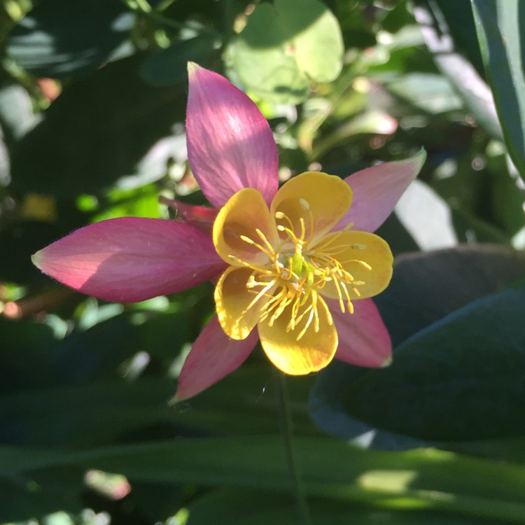 plant image 480820