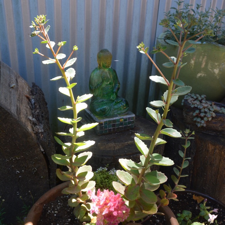 plant image 485911