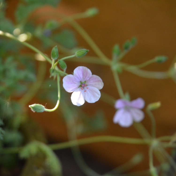 Plant image Erodium x kolbianum 'Natasha'