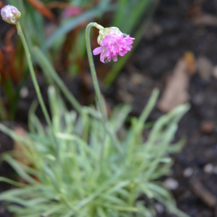 plant image 485922