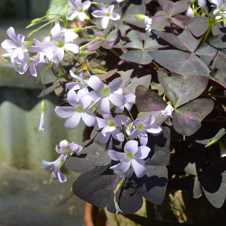 Plant image Oxalis 'Black Velvet'