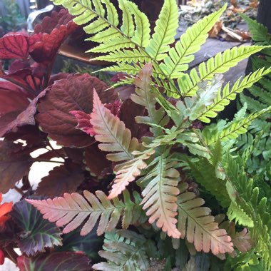 Dryopteris erythrosora 'Brilliance'