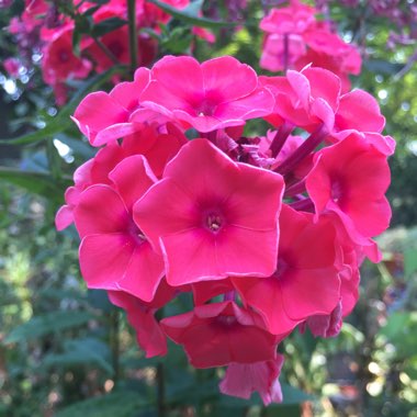 Phlox paniculata 'Tequila Sunrise'