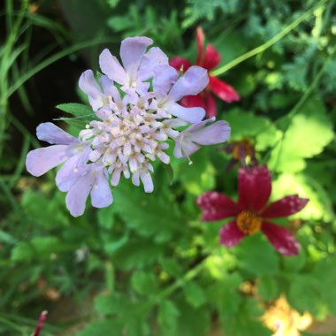 Scabiosa caucasica