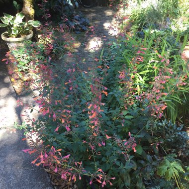 Agastache 'Electric Punch'