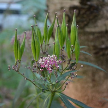 Asclepias incarnata 'Cinderella'