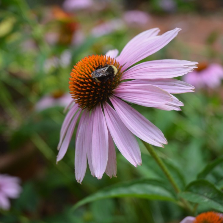 plant image 510875