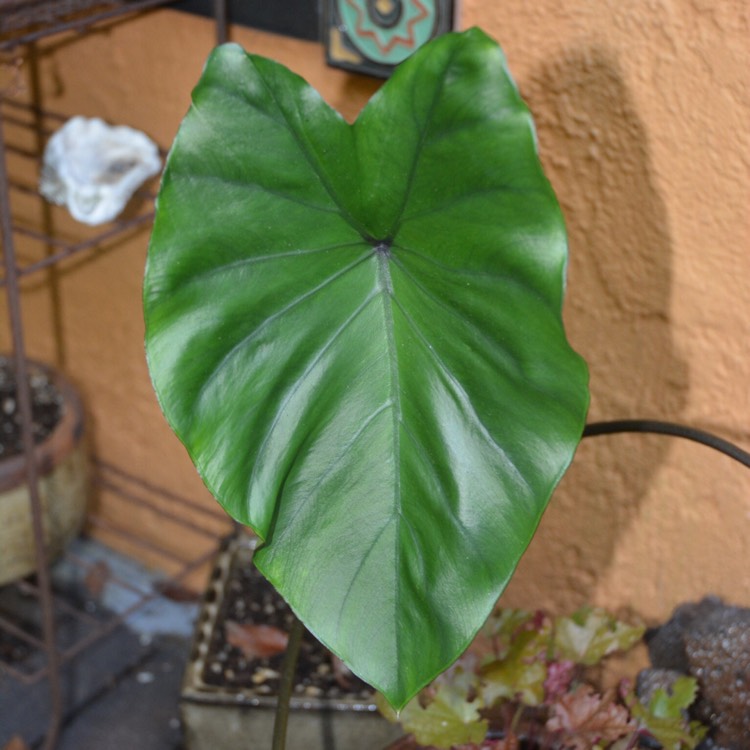 Plant image Alocasia