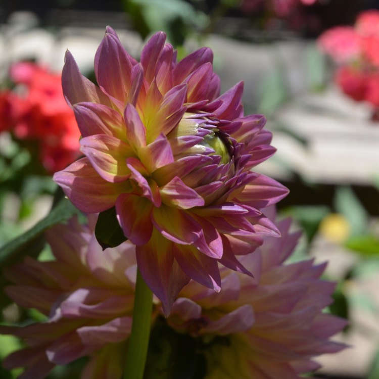 plant image 512746 plant image 512746